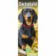 Dachshund 2023 Slim Calendar