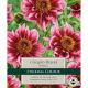 Dahlia Liquid Desire
