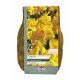 Narcissi Carlton 1.5kg Value Carripack