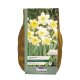Narcissi Ice Follies 2kg Carripack
