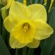 Narcissus Camelot 6kg