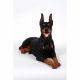 Dobermann Laying 60x23x39cm