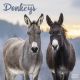 Donkeys 2023 Wall Calendar