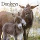 Donkeys 2024 Wall Calendar