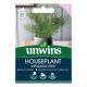 Houseplant Asparagus Fern