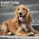 English Cocker Spaniel 2025 Wall Calendar