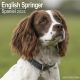 Springer Spaniel 2024 Wall Calendar