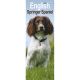 Springer Spaniel 2024 Slim Calendar