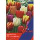 Tulip Garden Mixed (Extra Value Pack)