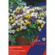 Crocus Species Mixed (Extra Value Pack)