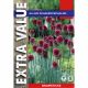 Allium Sphaerocephalon (Extra Value Pack)