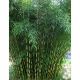 Fargesia robusta 'Campbell'    - Clumping Bamboo