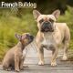 French Bulldog 2025 Wall Calendar
