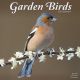 Garden Birds 2025 Wall Calendar