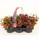 Gaultheria Big Berry - 3 pack