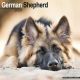 German Shepherd 2024 Wall Calendar