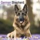 German Shepherd 2025 Wall Calendar