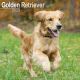 Golden Retriever 2023 Wall Calendar