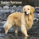 Golden Retriever 2024 Wall Calendar