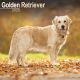 Golden Retriever 2025 Wall Calendar
