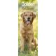 Golden Retriever 2025 Slim Calendar