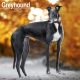Greyhound 2025 Wall Calendar