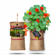 Baza Hanging Garden - Organic Nasturtium