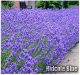Lavender angustifolia 'Hidcote' - English Lavender