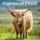 Highland Cows 2024 Wall Calendar