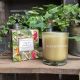 Irish Botanicals Boxed Candle - Verveine & Lemon Verbena
