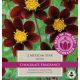 Dahlia Mexican Star (Best of the Best Fragrance)