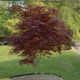 Acer Palmatum Bloodgood - Japanese Maple