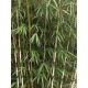 Fargesia Rufa - Bamboo