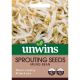 Sprouting Seeds Mung Bean