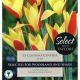 Tulip Clusiana Cynthia