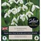 Galanthus Woronowii (Select Range)