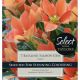 Tulip Batalinii Salmon Gem (Select Range)