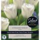 Tulip Diamond Jubilee