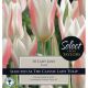 Tulip Lady Jane (Select Range)