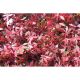 WonderWal Trellis - Red Acer 180x60cm