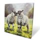 Box Canvas 