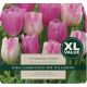Tulip Fondant Fancy (XL Value Pack)