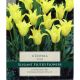 Tulip Cistula