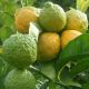Kafir Lime Tree - For use in Thai Cooking - Citrus Hytrix