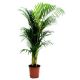 Areca Palm - Syn Chrysalidocarpus Lutescens - Syn Dypsis Lutescens