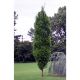 Carpinus Fastigiata  - Upright Hornbeam Tree