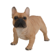 Real Life French Golden Bulldog