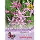 Wild Flower Seeds Ragged Robin