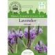 Lavender Multifida Origano