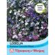 Lobelia (Trailing) Rainbow Cascade Mixed